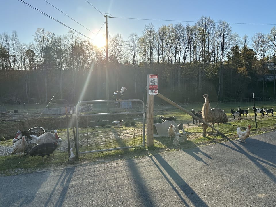 All the animals looking forward to feeding time 