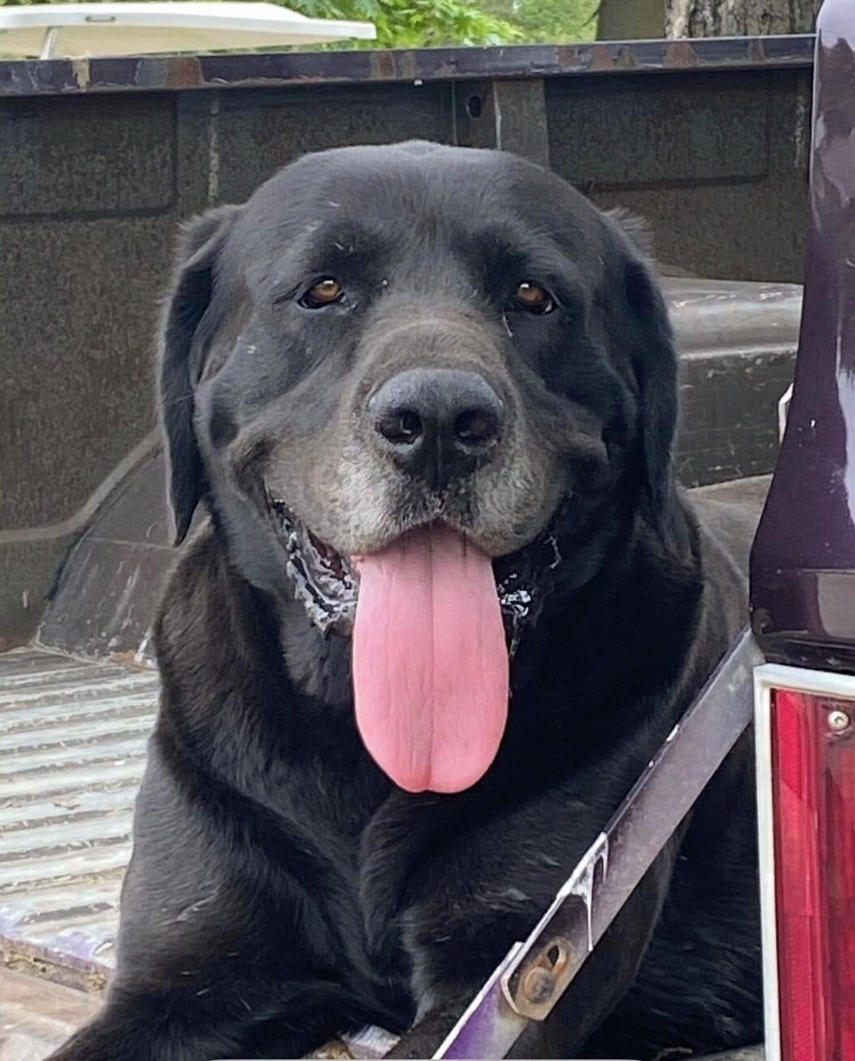 Pet-friendly
