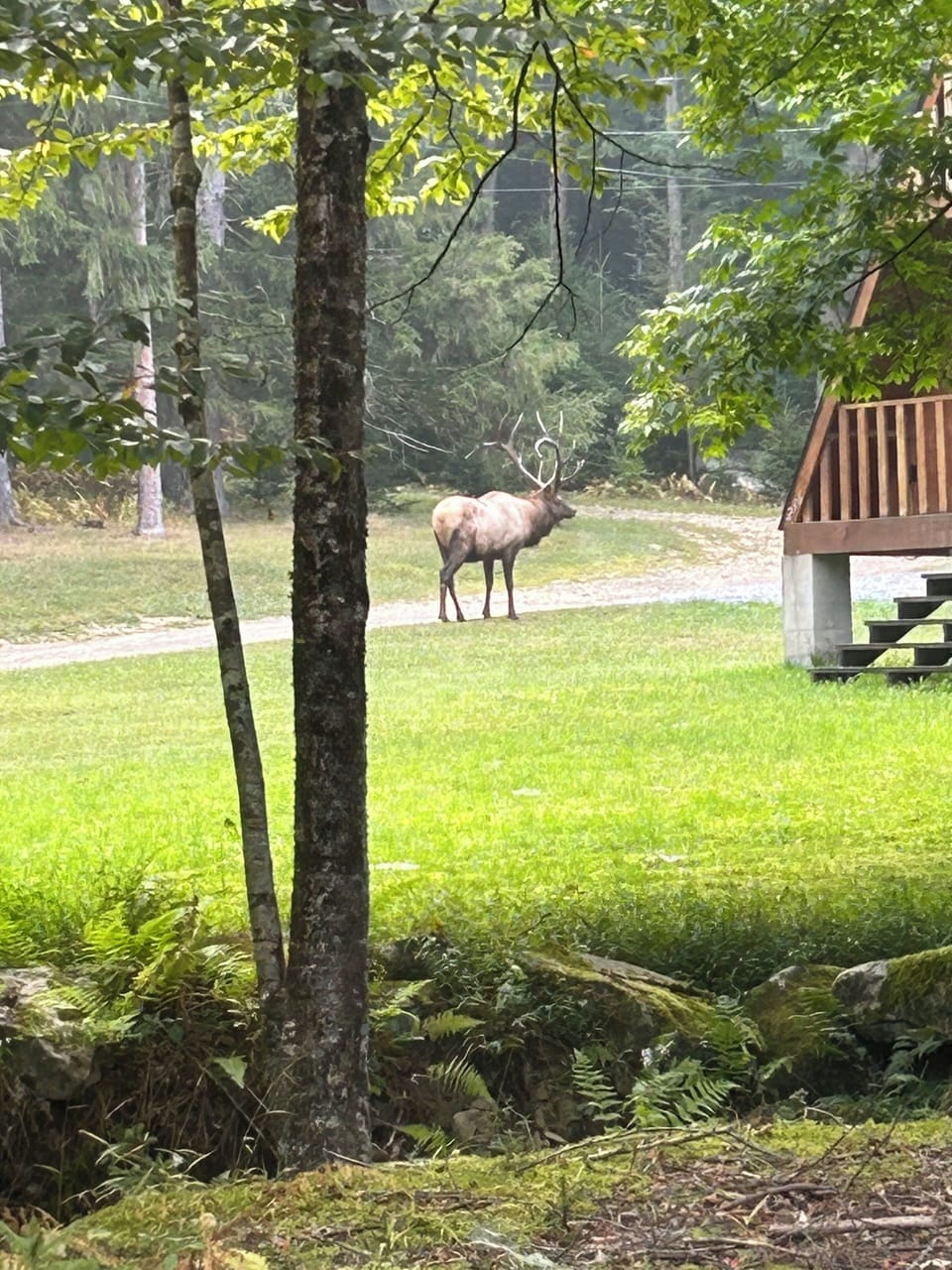 Elk right in the yard