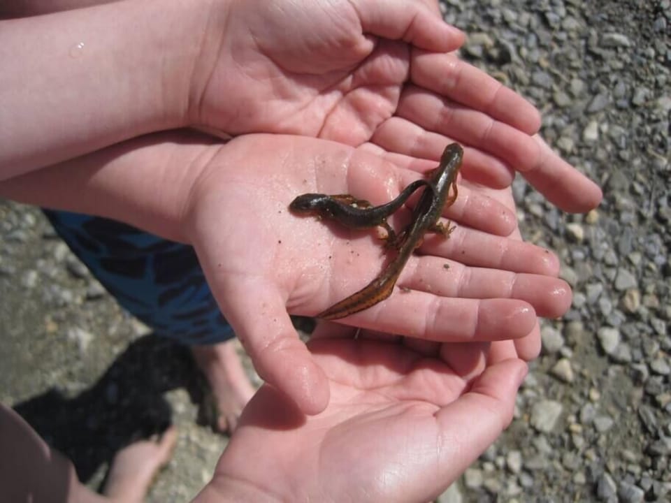 Salamanders at the Quarry