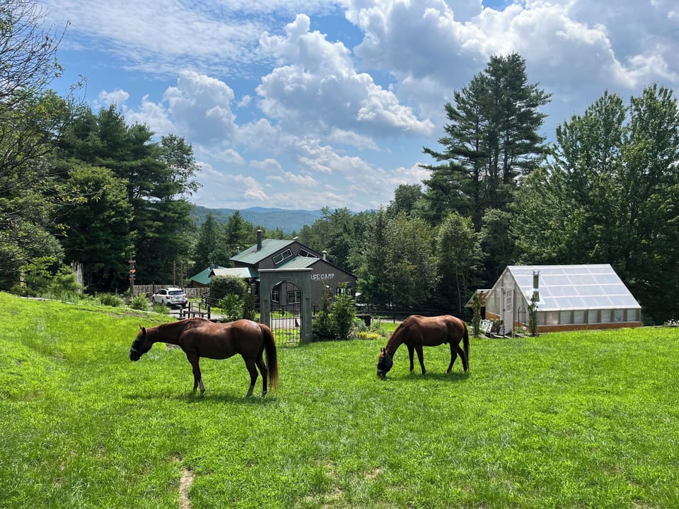 Jack and Buddy enjoying a nice summer day of grazing