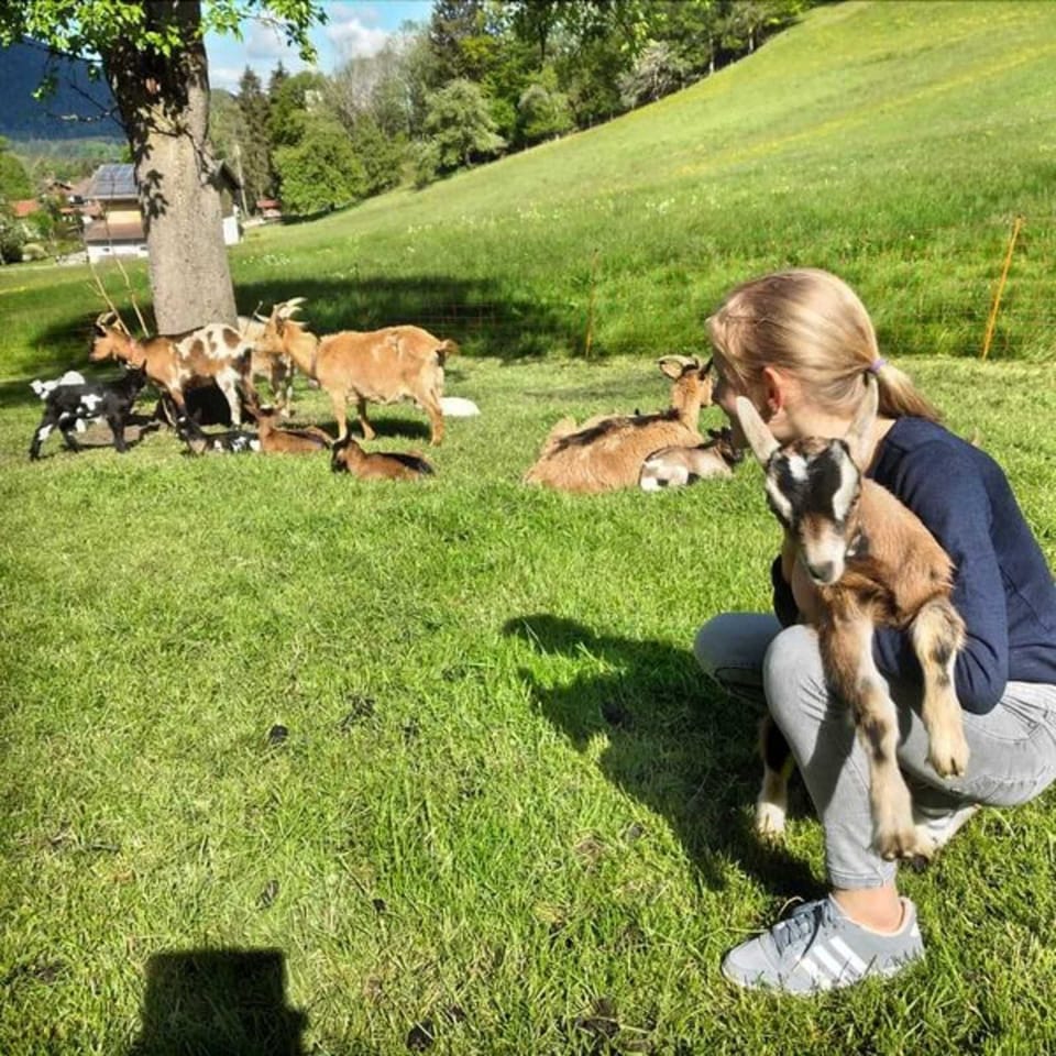 Pet-friendly