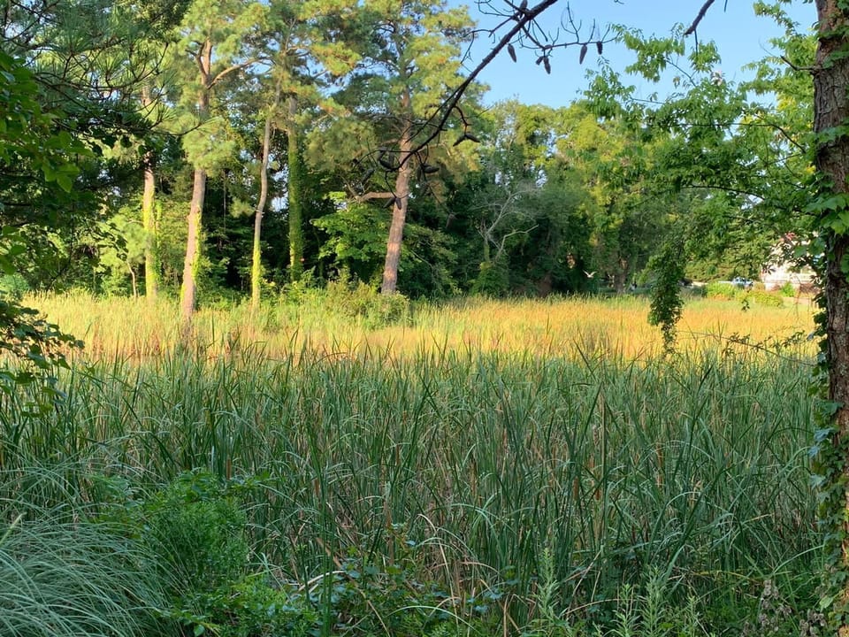 Side creek - view from dining room