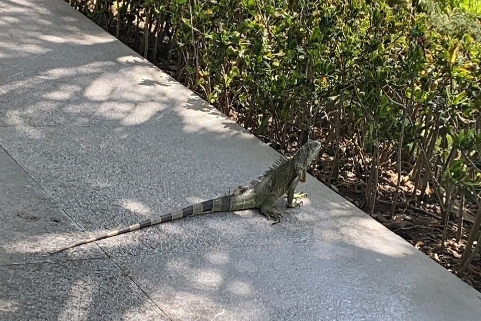 Neighborhood Patrol!!!