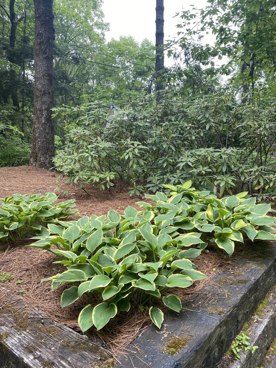 Hostas- Spring & Summer 2021