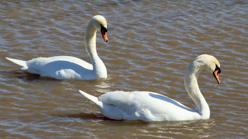 Just floating along an often scene! 