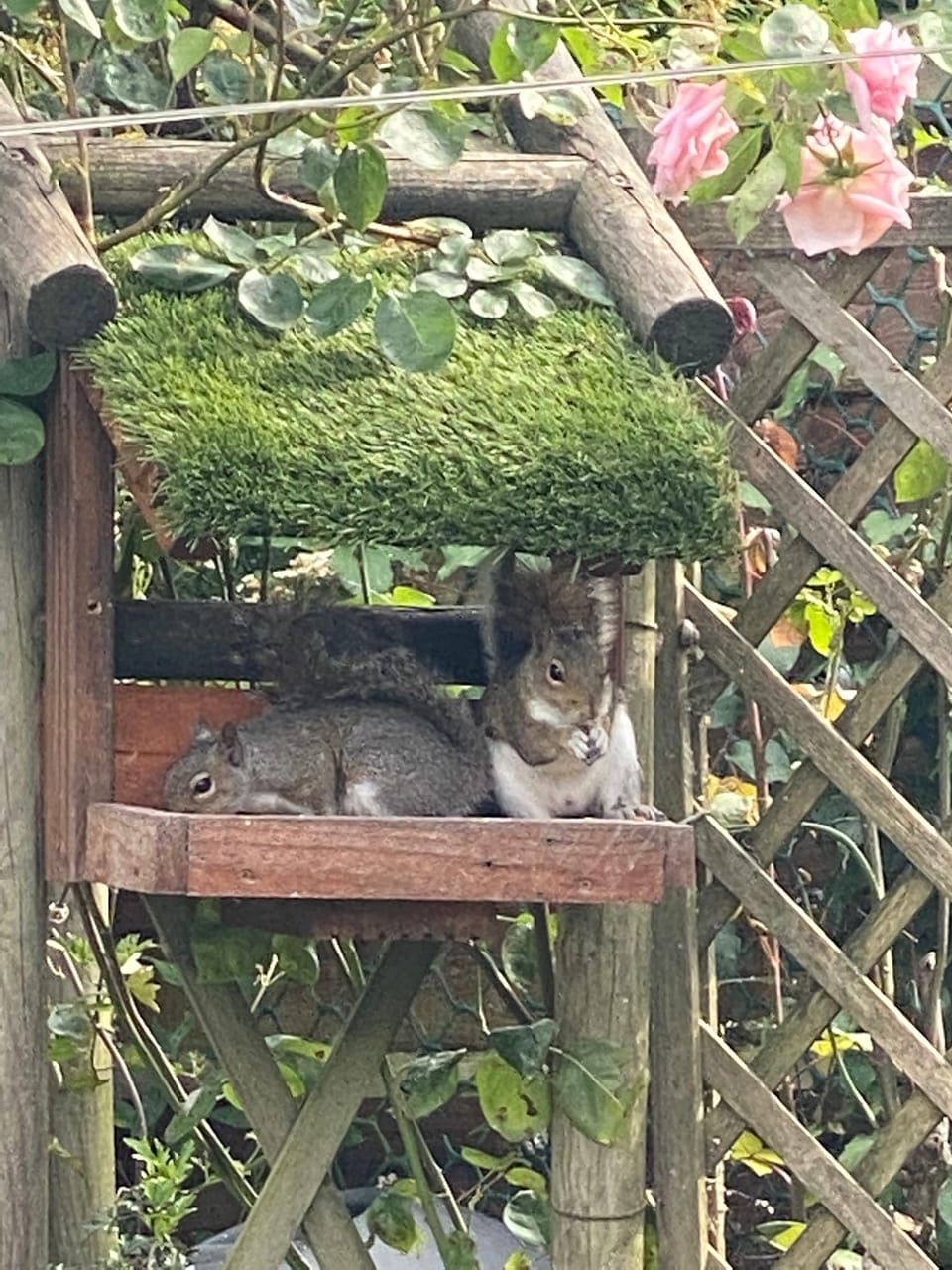 Many well stocked bird tables attract all sorts of visitors