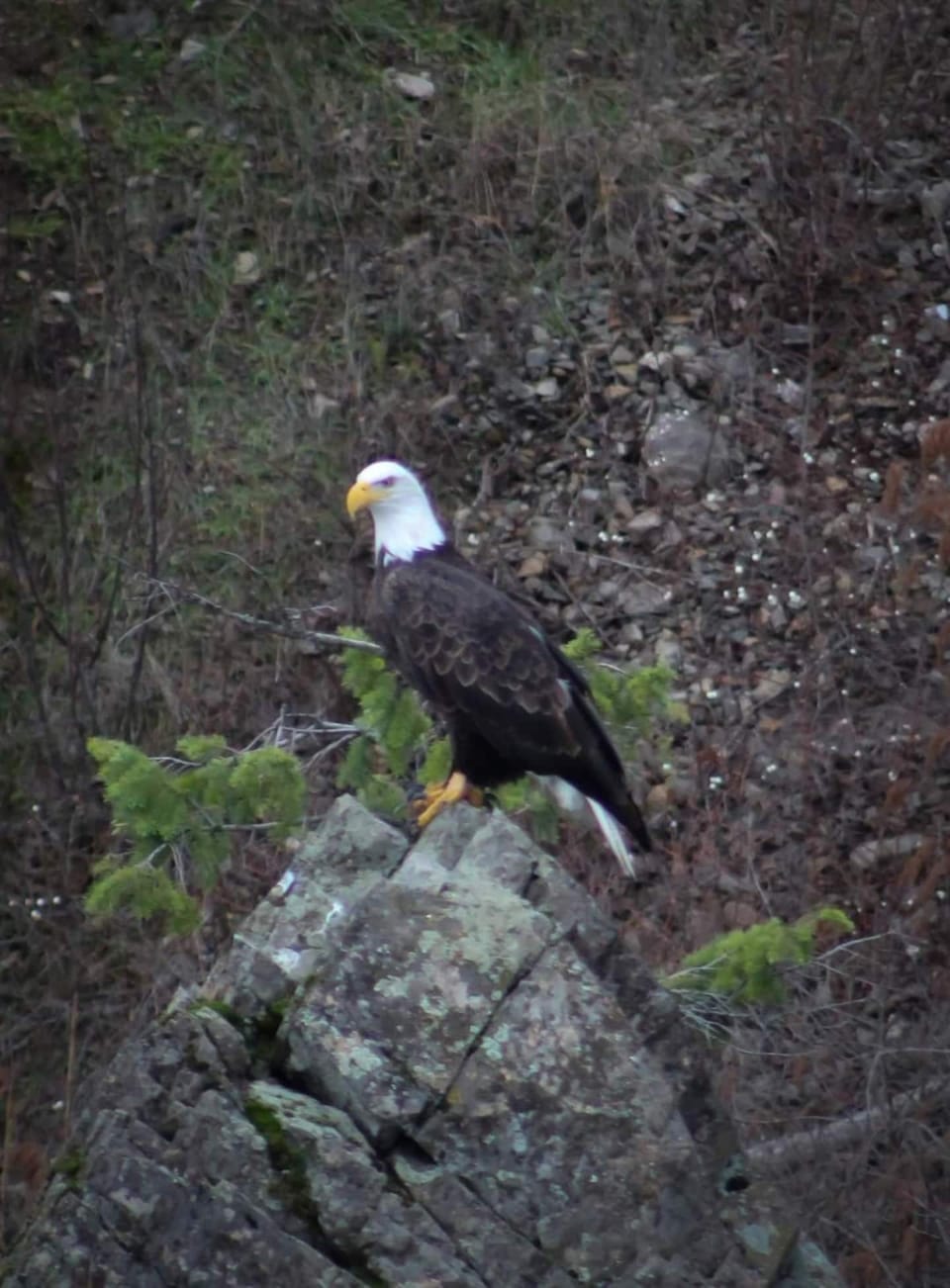 Eagles start showing up Mid November. Amazing view from any of our 3 attached and covered Decks!