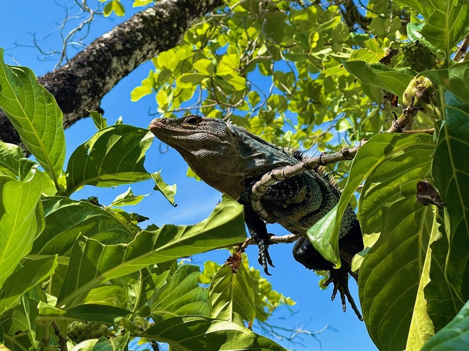 Basilisk or Jesus Cristo lizard living the Pura Vida life