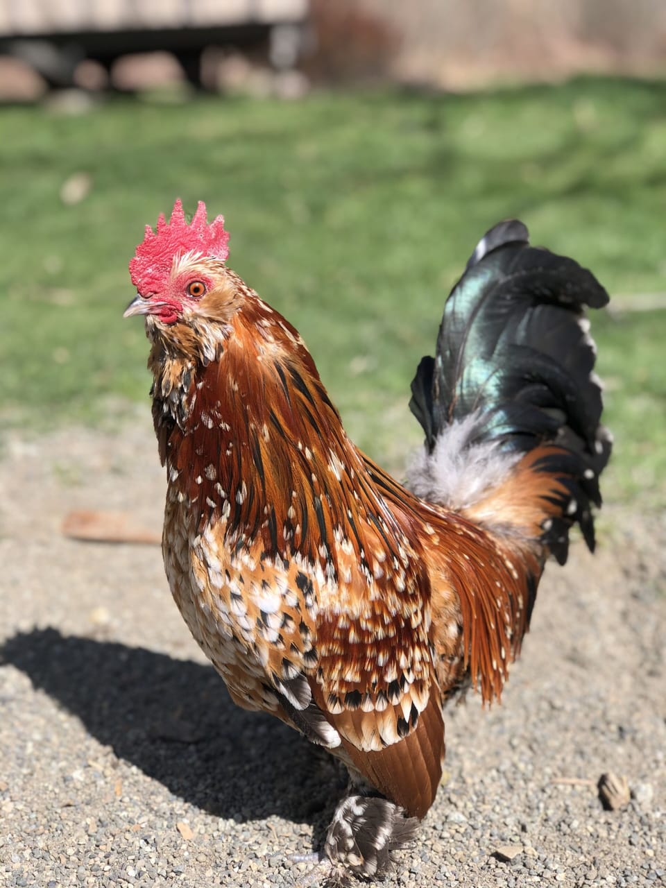 'Major' the rooster