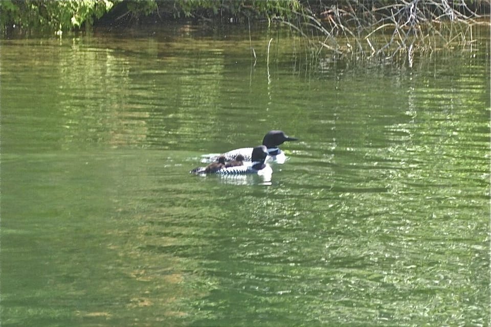 Our bay ofter attracts dozen of loons at a time!