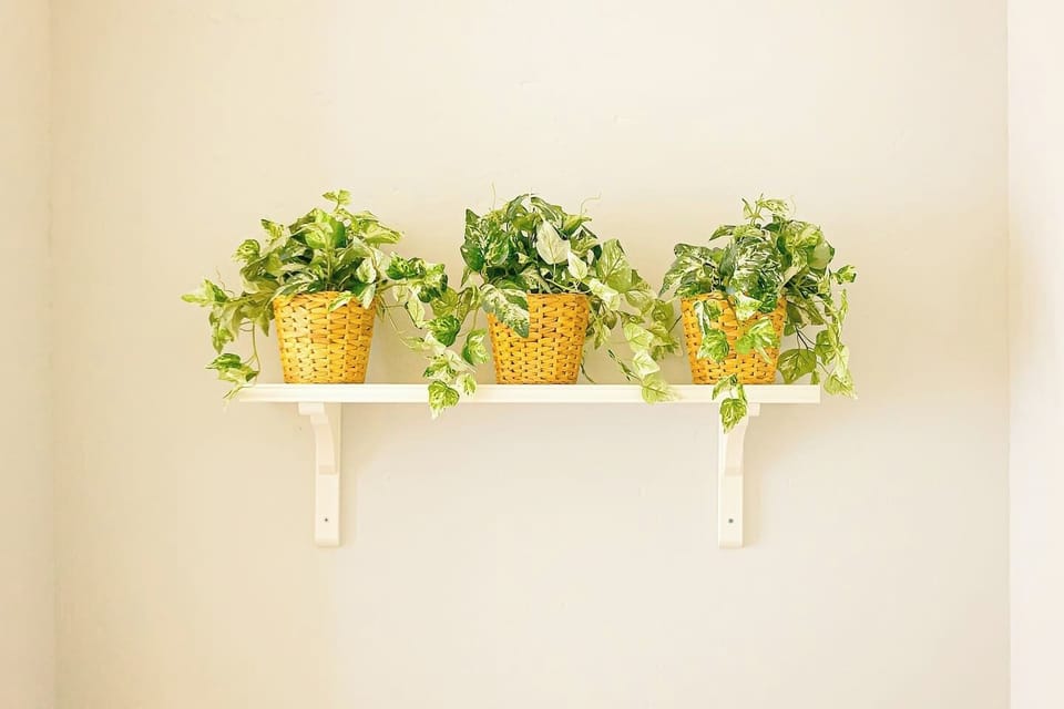 Decorative Touches: Brighten your stay with vibrant greenery and cheerful accents!