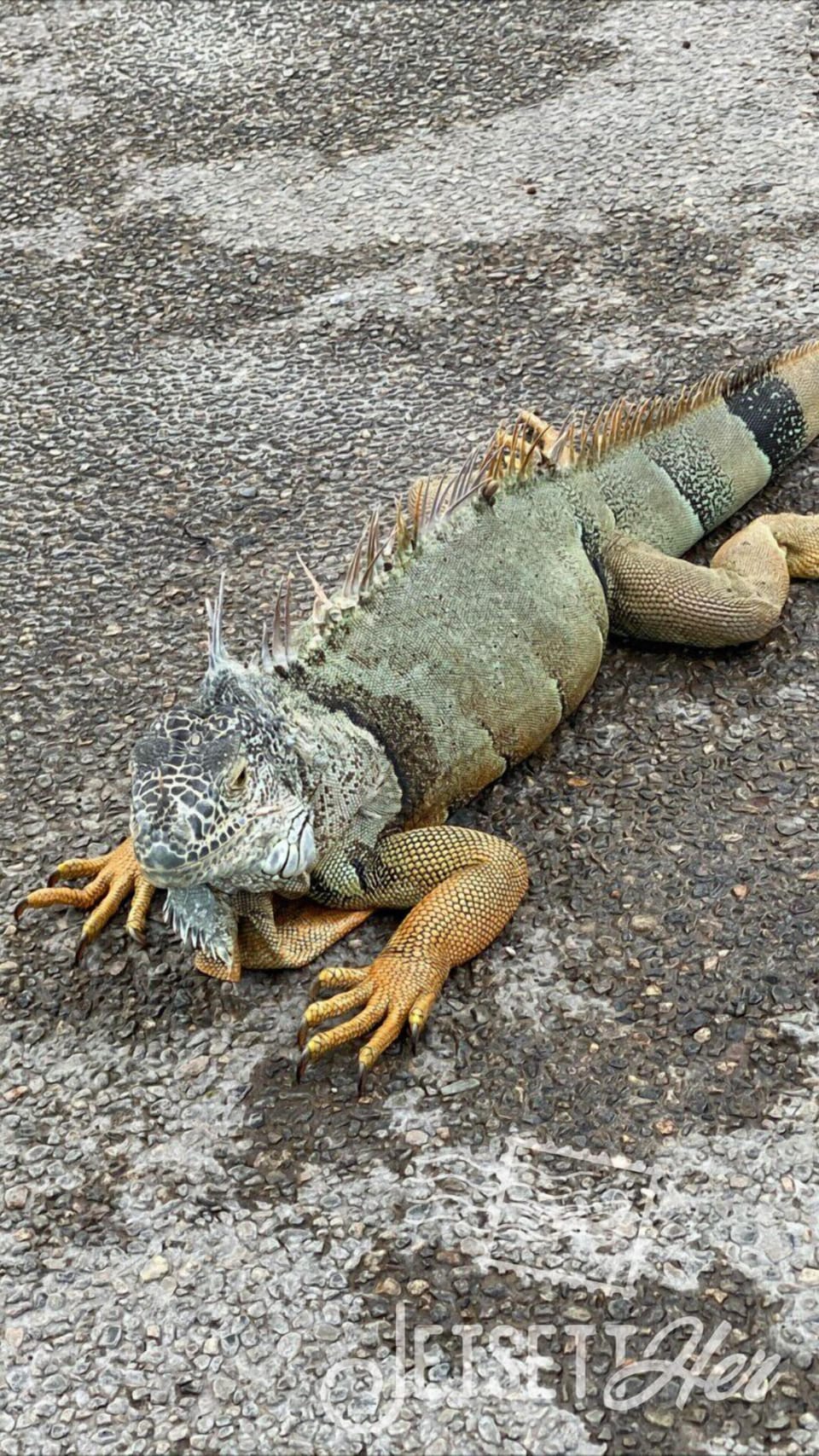The resident iguana in Luxxe beach pool