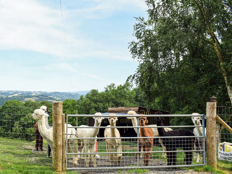 Surrounding area | Alpaca Hideaway - Hightimbers Holiday Lets, Newtown