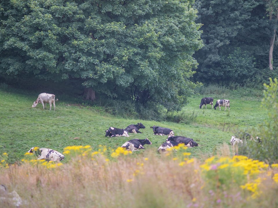 Surrounding area | Cwtch - Cwmporthman Farm, Blaenporth