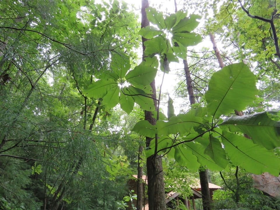 The beautiful Big Leaf Magnolia trees are everywhere and let in rays of light