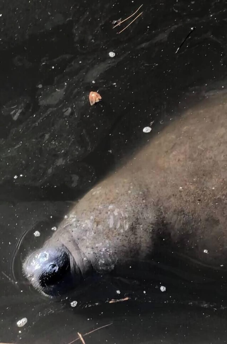 Our manatee friend by the dock!
