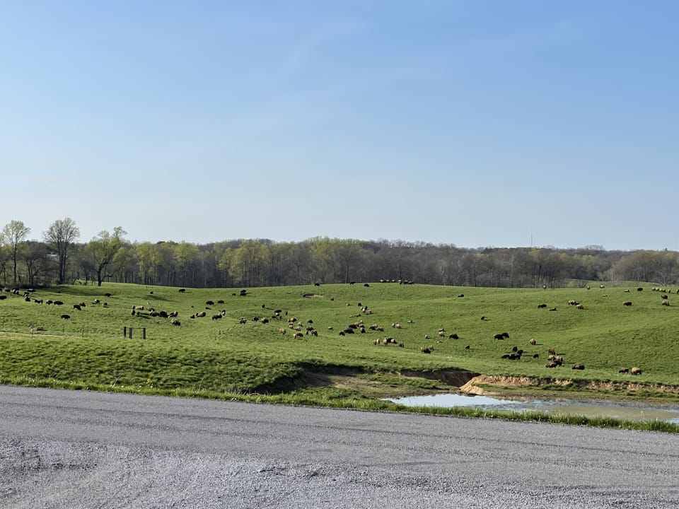 Our furry neighbors are RIGHT across the street!