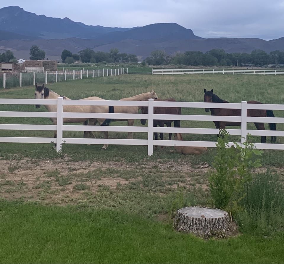 Sometimes horses or cows live behind our house. In Winter its empty.