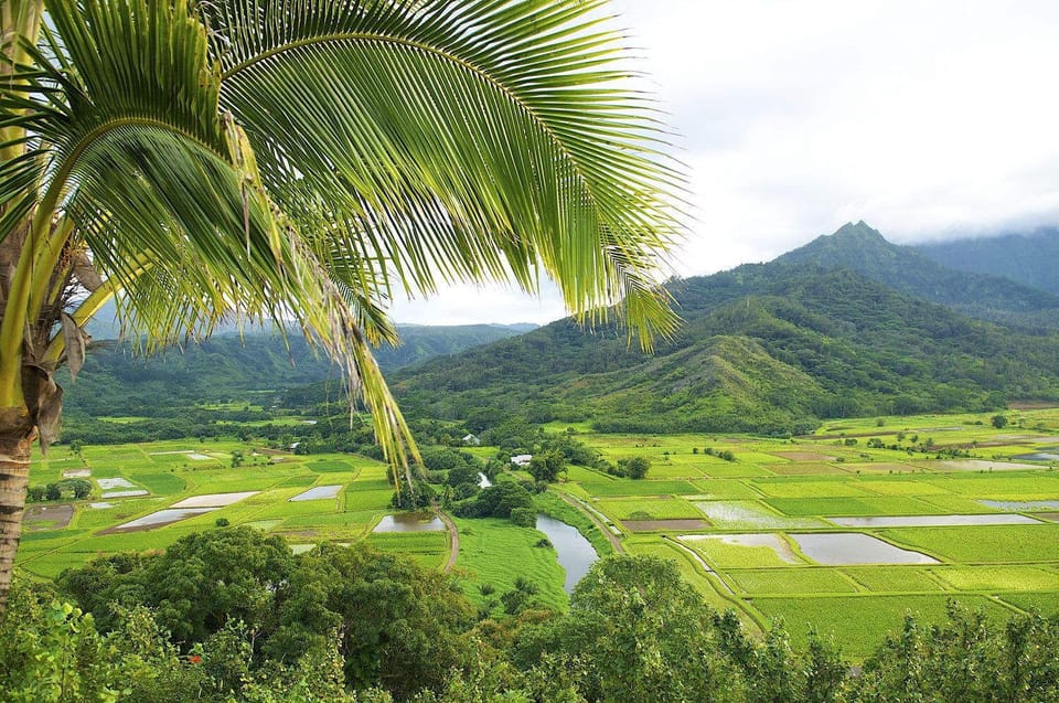 Taro Fields