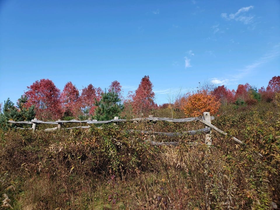 Max Patch and AT access - a great day trip!