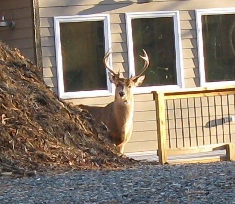 Visitors!