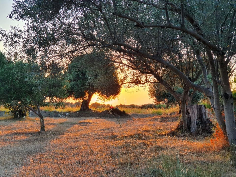 Sunset in surrounding olive grove