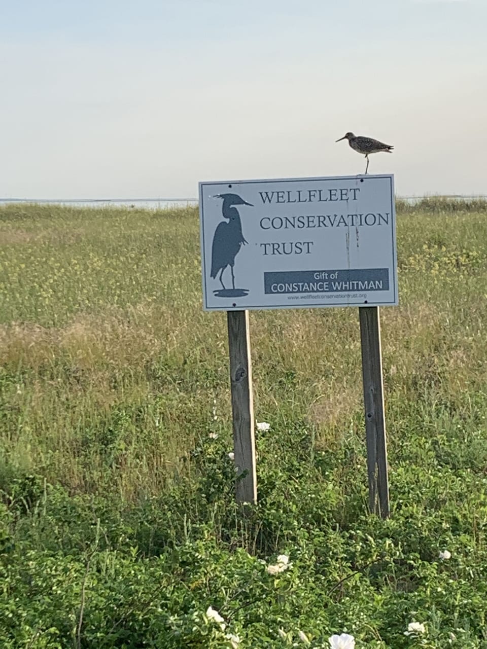 One of the many nature preserves in Wellfleet.  