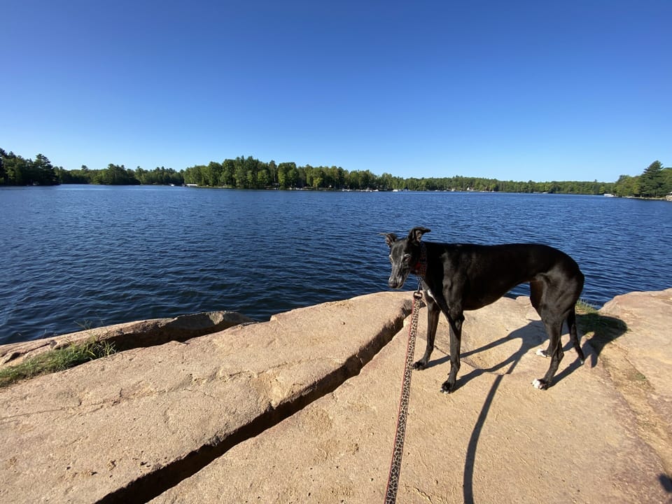 Other wildlife at nearby Chute Pond.