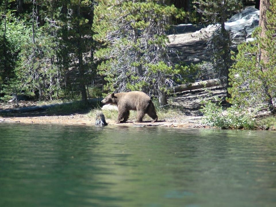 Family Condo!    1 Mile from Eagle Express/Chair 15. Easy bus access also Apartment in Mammoth Lakes