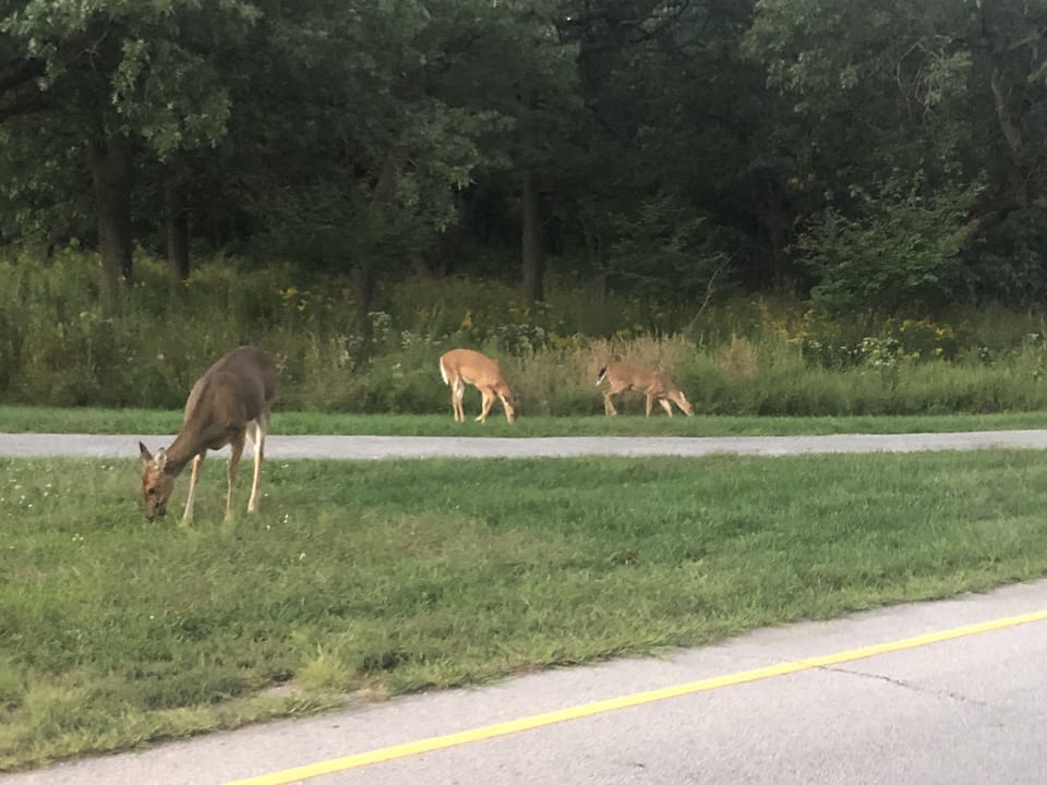 Visitors!