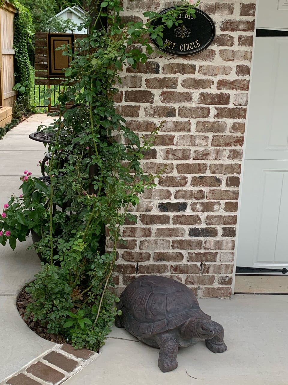 “Doty” the tortoise, welcomes our guests. 