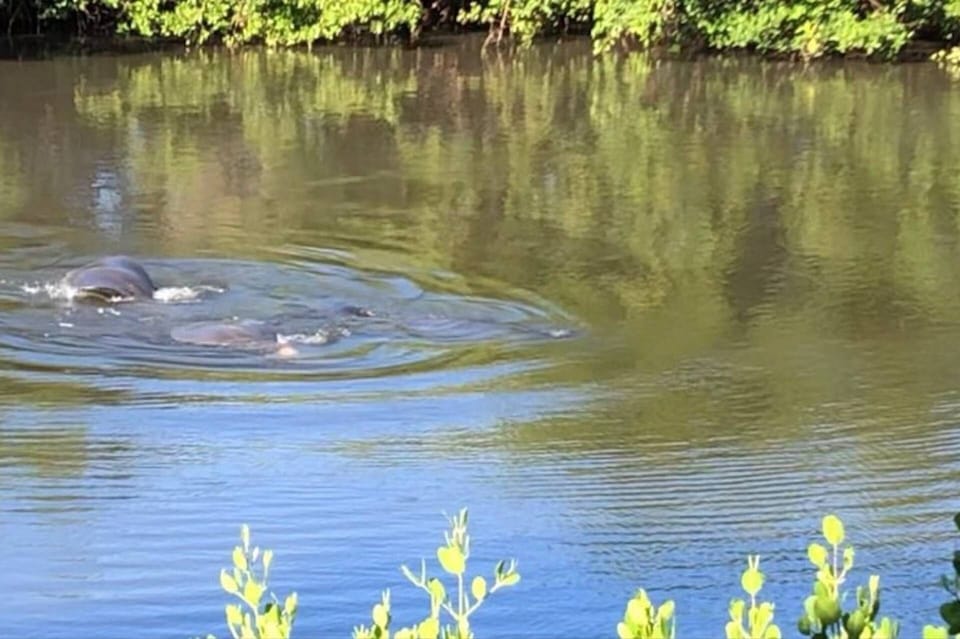 During Season, You Are Sure to See a Dolphin or Two!