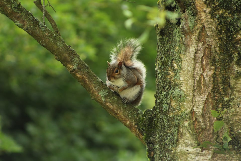 Local wildlife