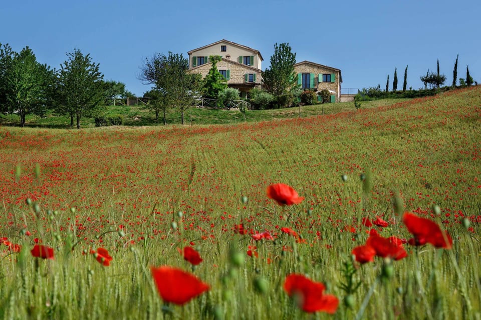 Casa Lola and Poppy field