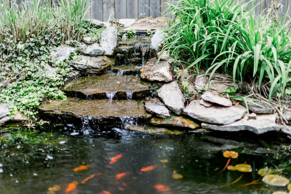 Please feel free to feed the fish! 