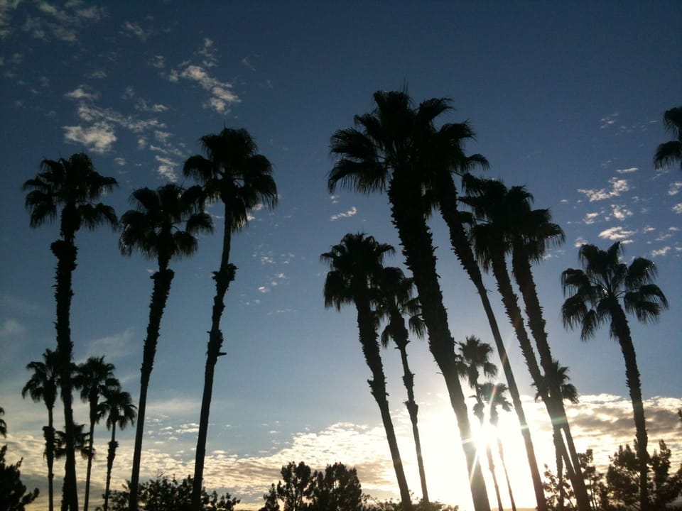 Balcony view of the beautiful Palm trees !