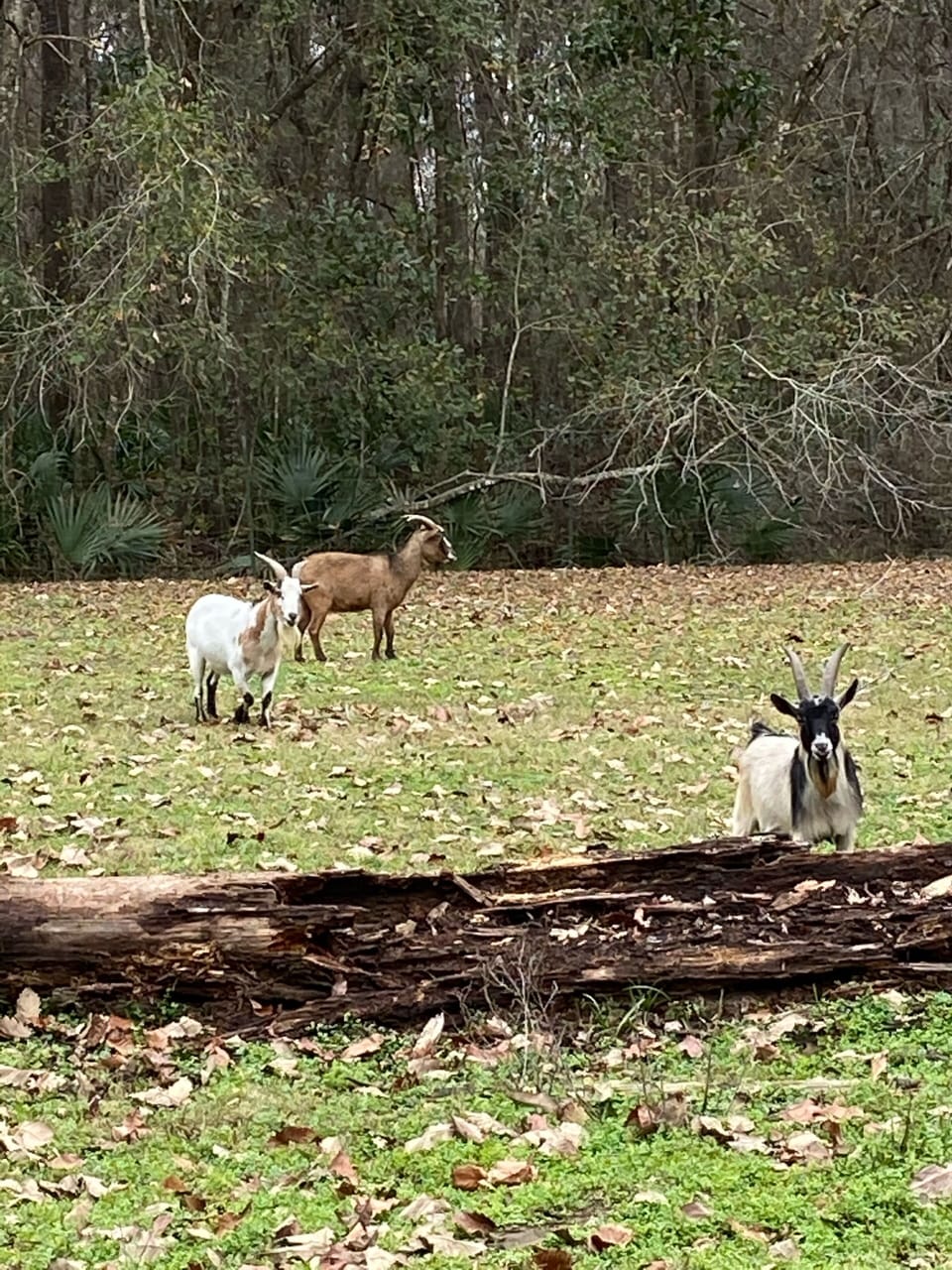 Our 3 goats