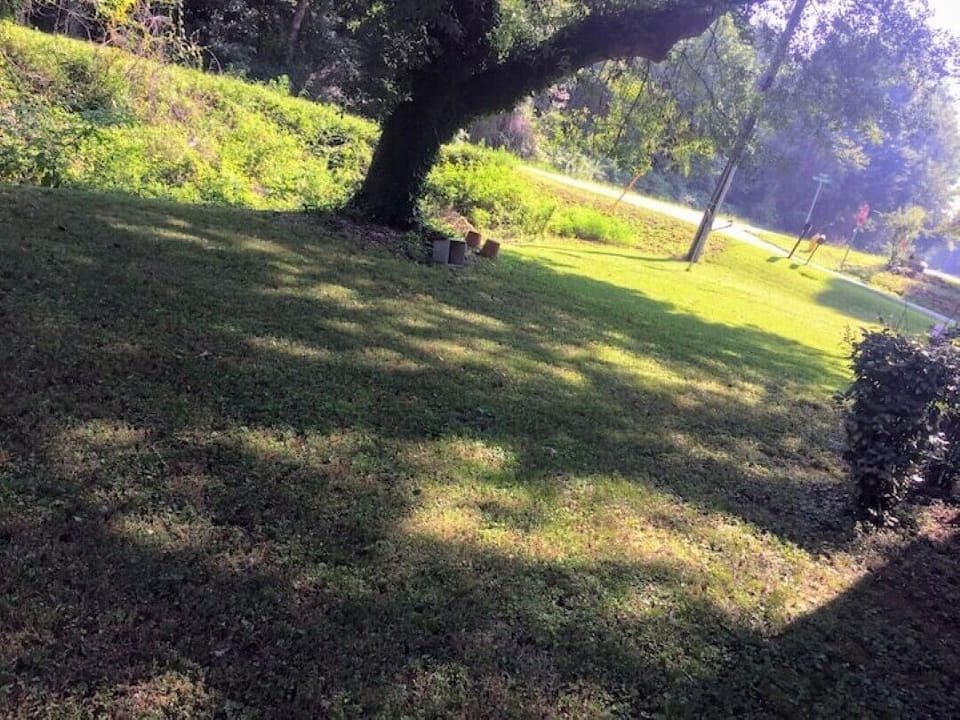 Front yard