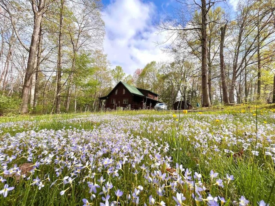 'Cabin At The New' In bloom