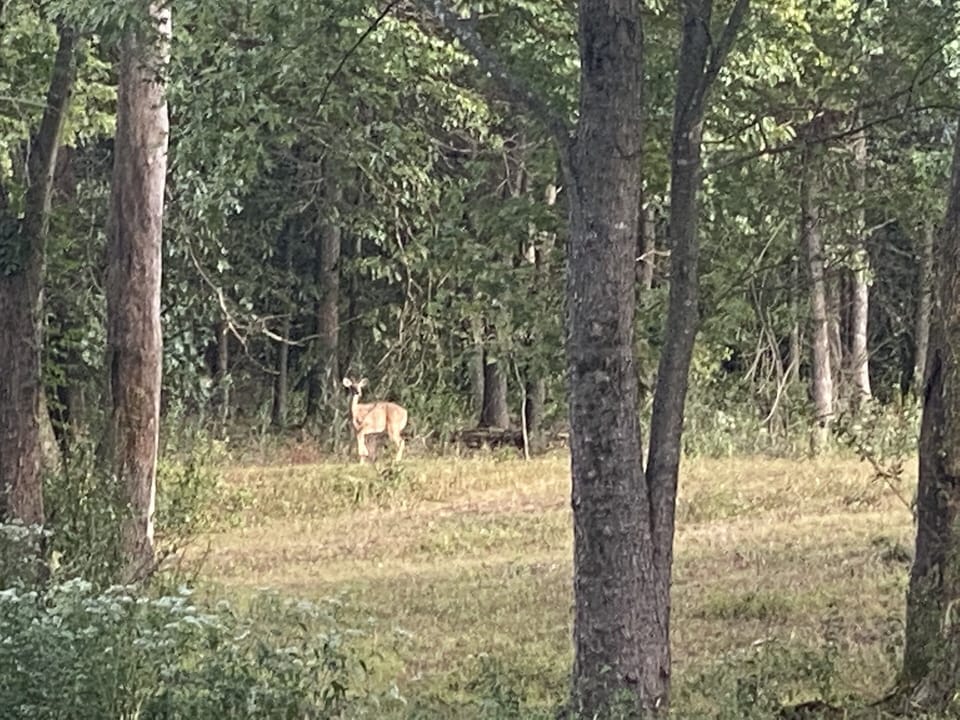 Wildlife in back yard