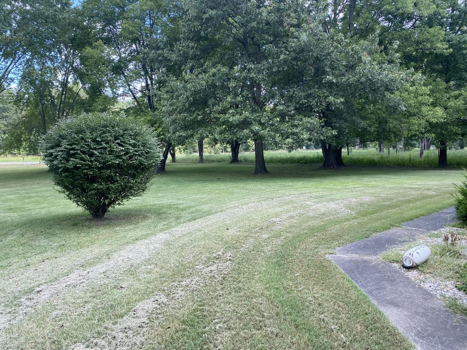 Back yard