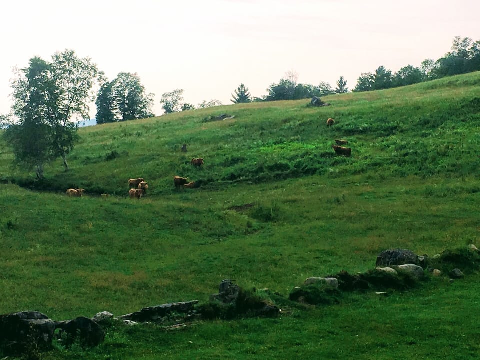 Our Highland neighbors! 