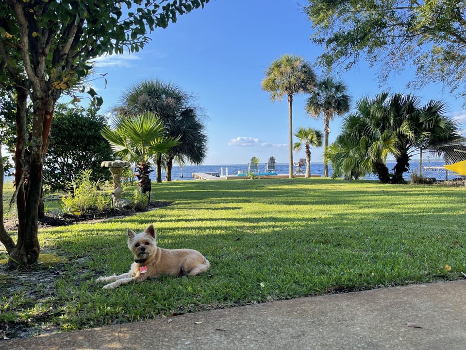 We are dog friendly! 