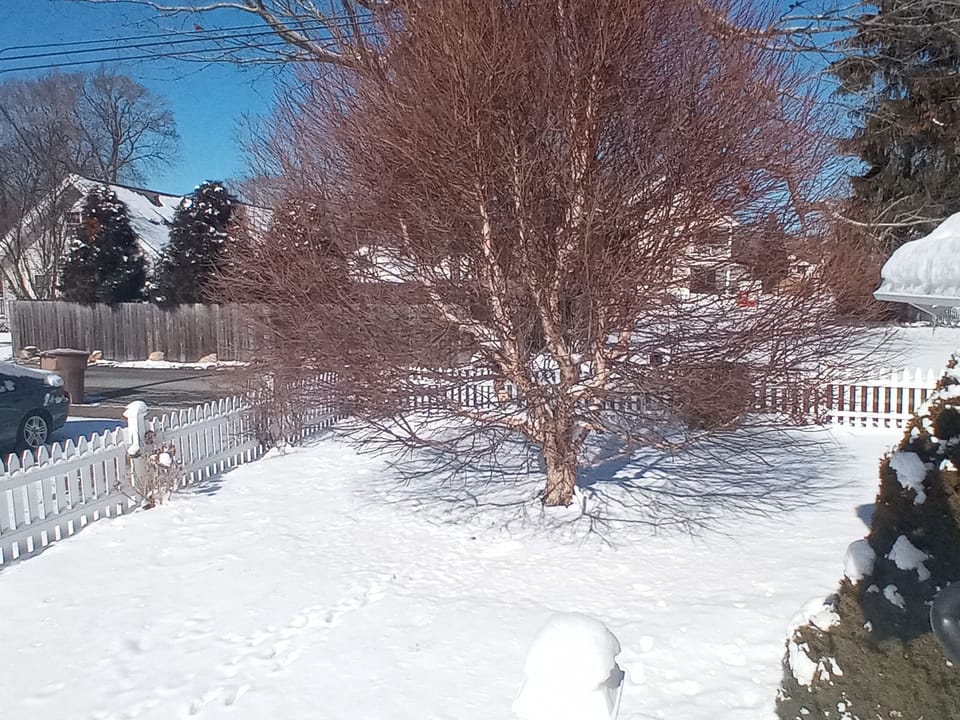 Birch Tree in Front Yard with the beautiful snow