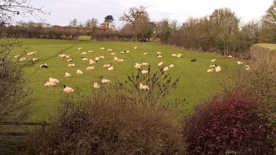 View From The Farmhouse Room