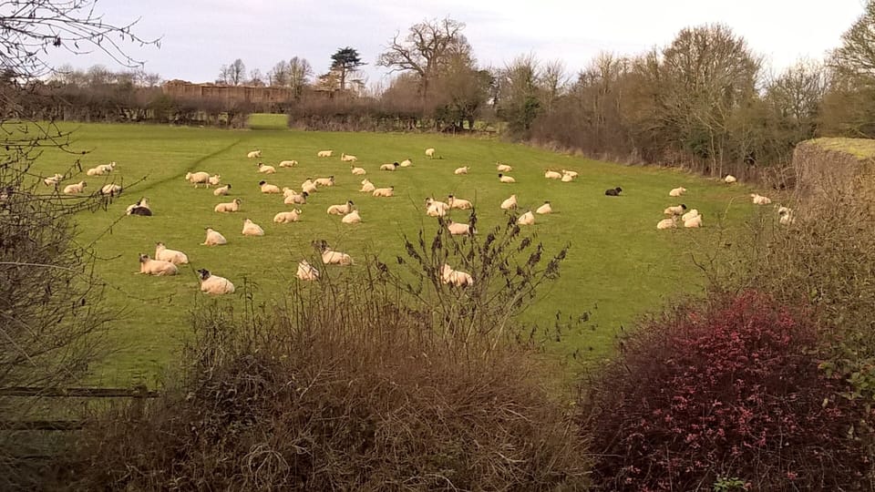 View From The Farmhouse Room