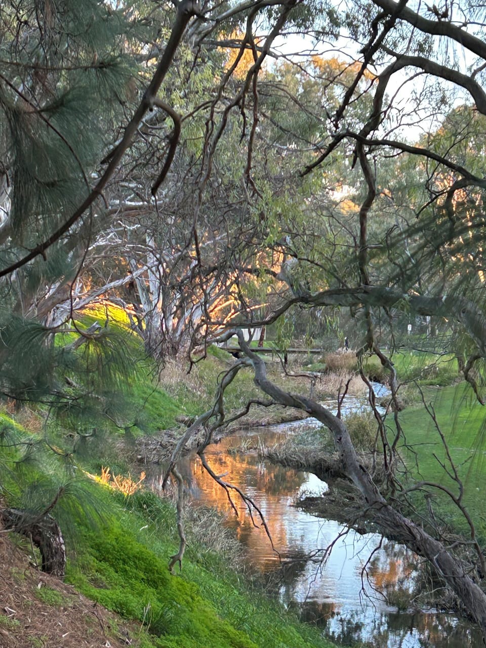 Linear Park