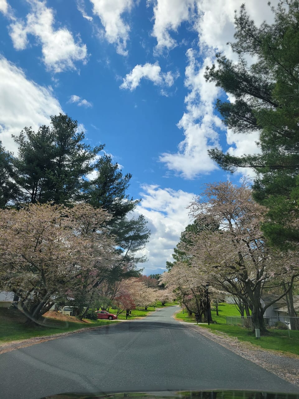 Cherry blossoms on the road to our home. 