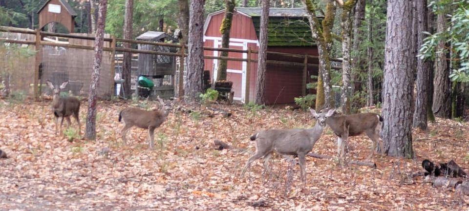 Several friendly deer always foraging the property